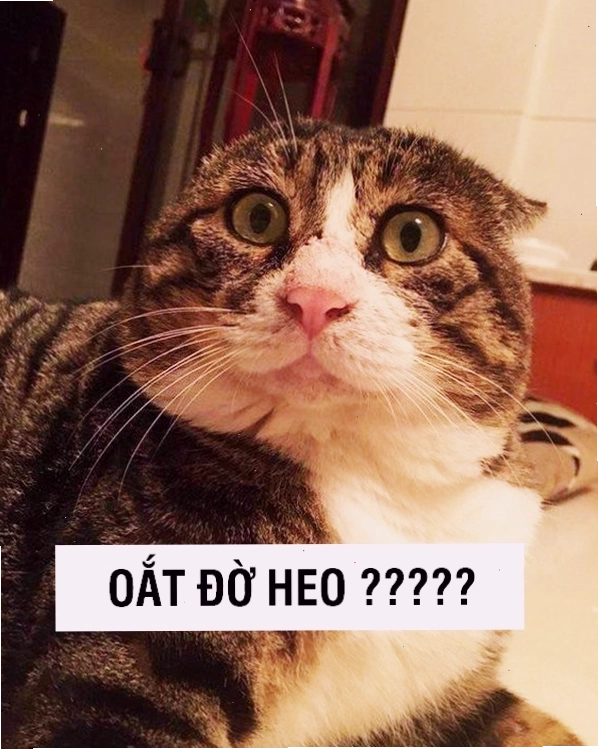 Meme mèo với vẻ mặt 'khó chịu'