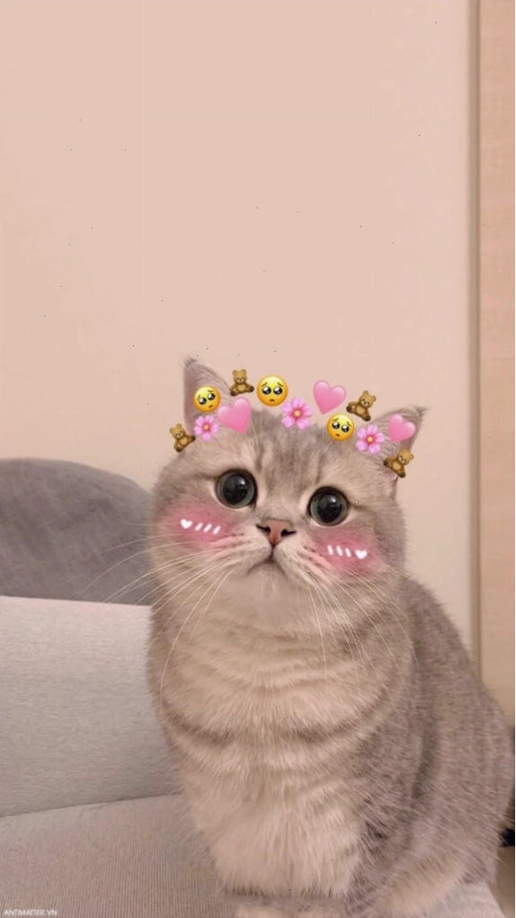 Meme mèo với vẻ mặt 'khó chịu' cực độ