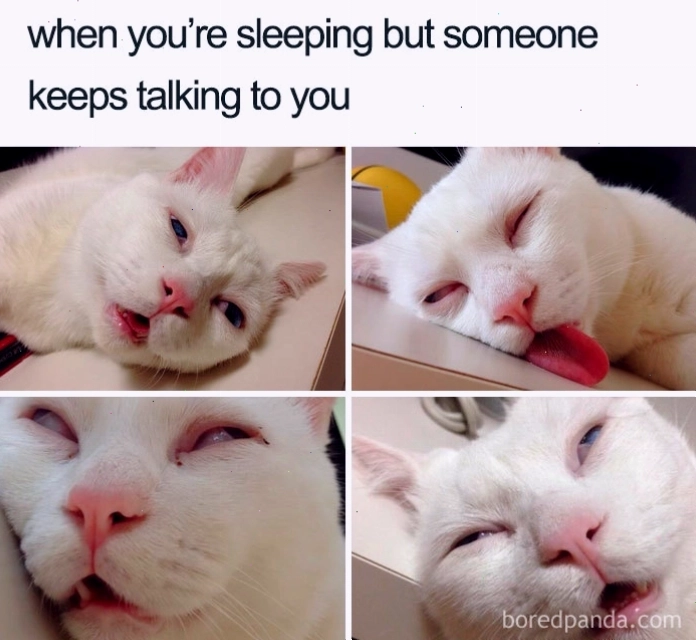 Meme sleep cat với biểu cảm buồn ngủ đáng yêu
