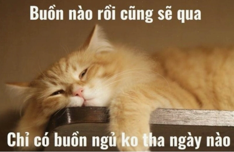 Meme ý nghĩa về giấc ngủ ngon