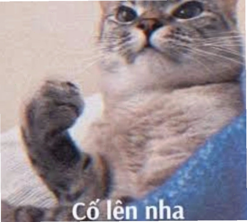 Mèo cố chấp đòi đồ chơi