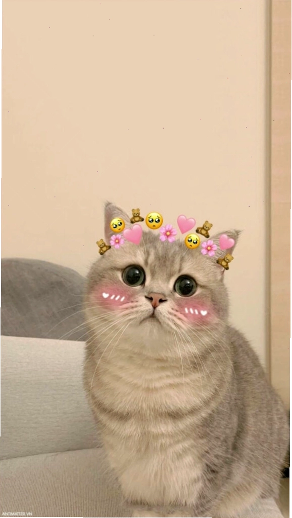 Mèo con giả vờ giận dỗi