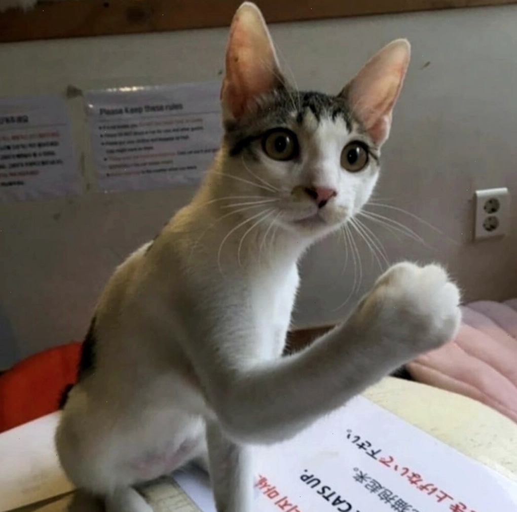 Mèo đang tỏ thái độ giận dỗi