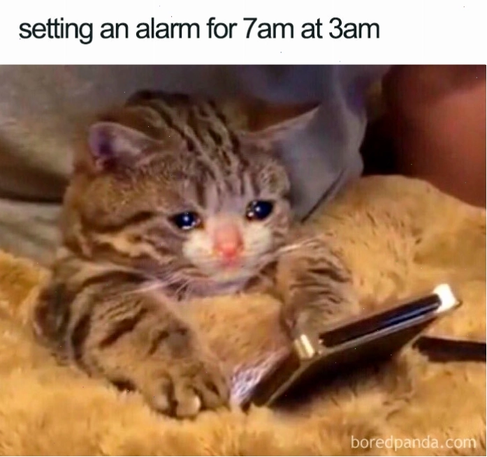 Mèo khóc cầm điện thoại - Meme sleepy cat thể hiện nỗi lòng buồn ngủ