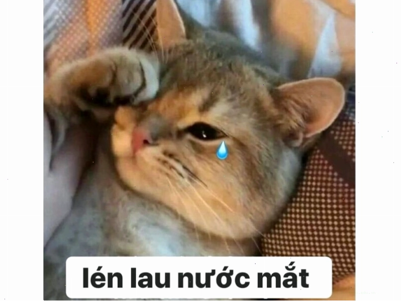 Mèo ngủ chung với đồ vật khác, tạo nên khung cảnh hài hước