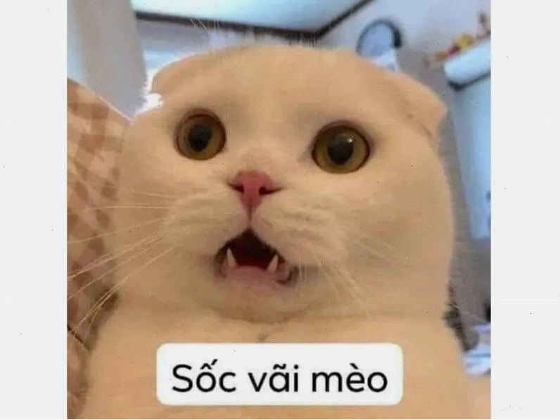 Mèo ngủ dựa vào tường với vẻ mặt ngái ngủ
