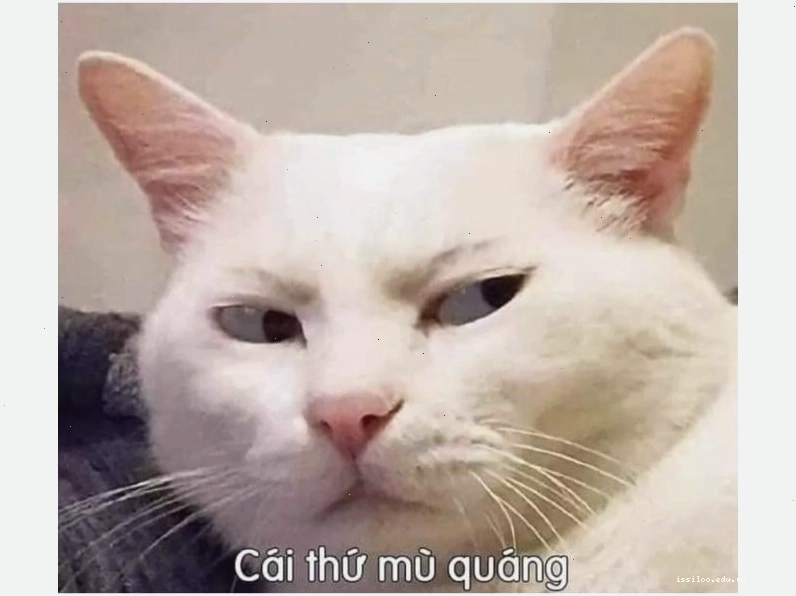 Mèo ngủ lim dim trên bàn, mắt vẫn mở hờ