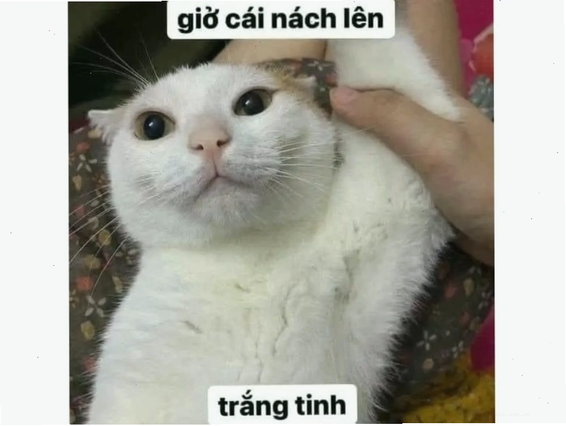 Mèo ngủ trong tư thế kỳ lạ, hai chân giơ lên trời