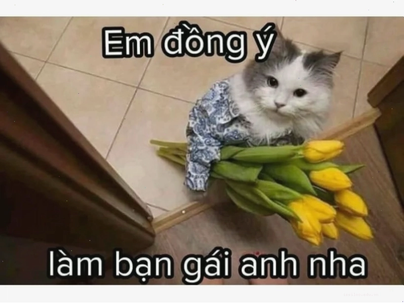 Mèo ngủ với bộ dạng hài hước, đầu ngửa ra sau