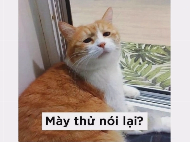 Mèo ngủ với vẻ mặt biểu cảm, như đang mơ đẹp