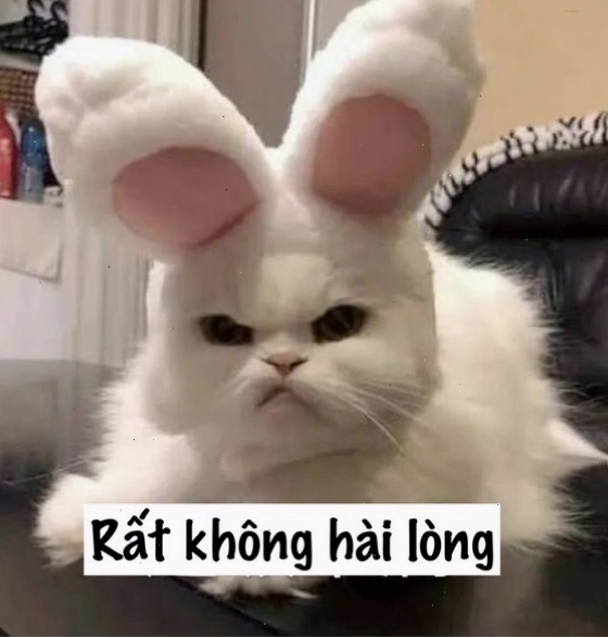 Mèo nhỏ với biểu cảm "tôi không thích"