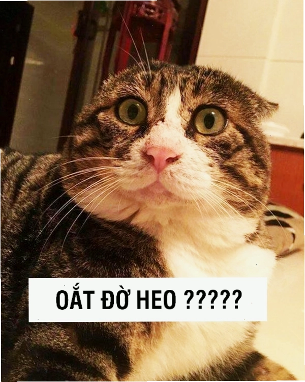 Mèo với ánh mắt giận dữ nhưng vẫn dễ thương