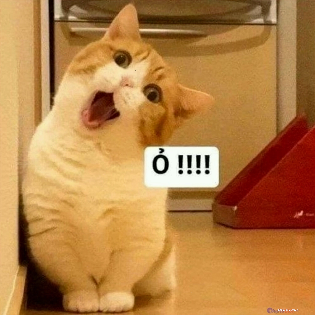 Mèo với biểu cảm giận dữ đáng yêu