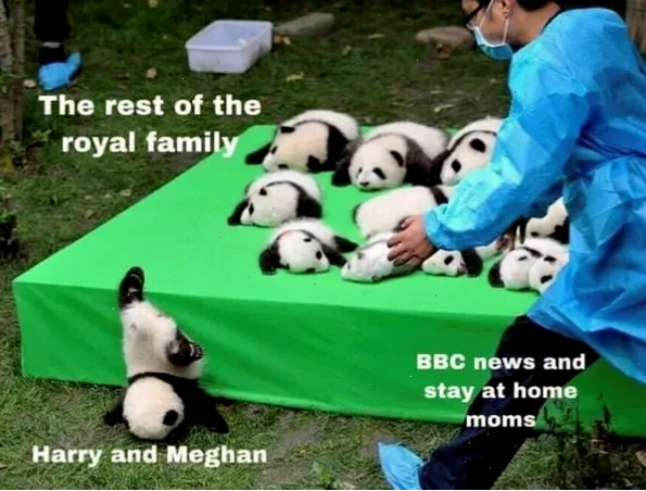 Panda meme so sánh giữa các nhóm người