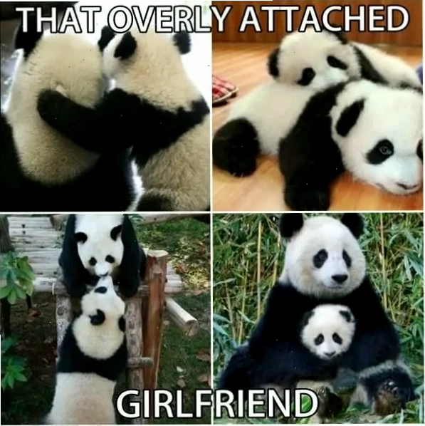 Panda meme về cô bạn gái quá bám dính