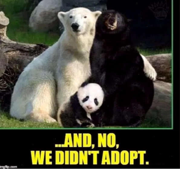 Panda meme về việc không nhận nuôi thú cưng