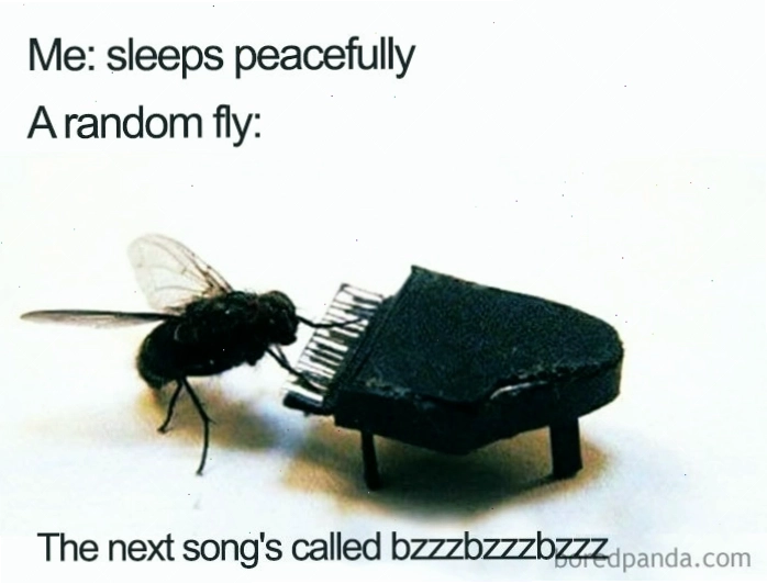 Ruồi chơi piano nhỏ trong meme sleep