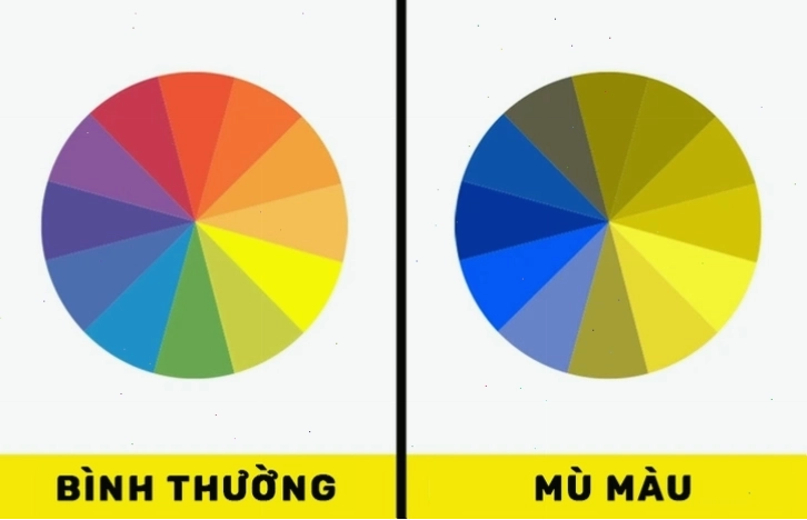 So sánh góc nhìn về màu sắc của người bình thường và người mù màu
