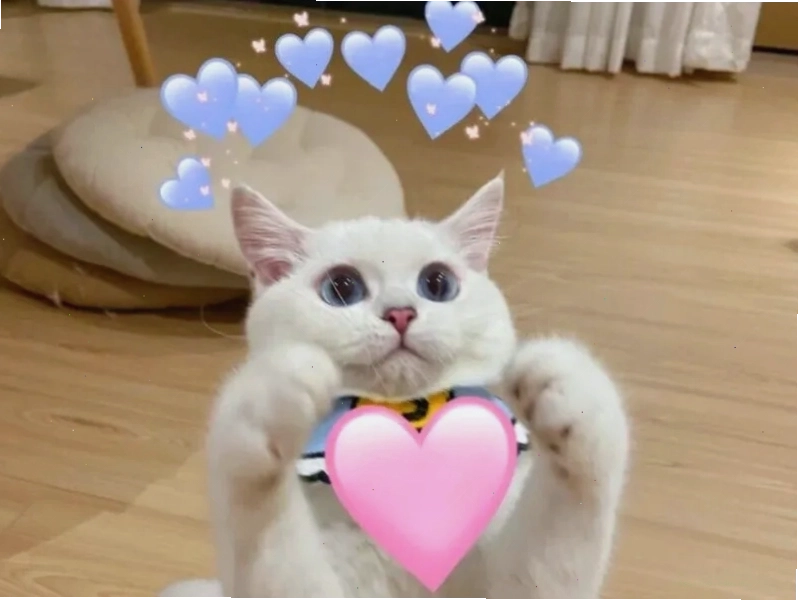 Tổng Hợp 999+ Meme Tình Yêu Dễ Thương, Cute Nhất 2026