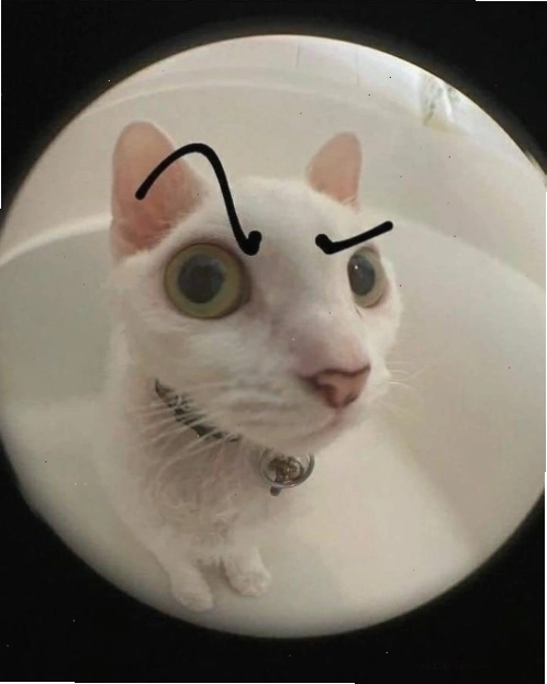 Tổng hợp meme cat The Rock hài hước với biểu cảm nhướng mày đặc trưng