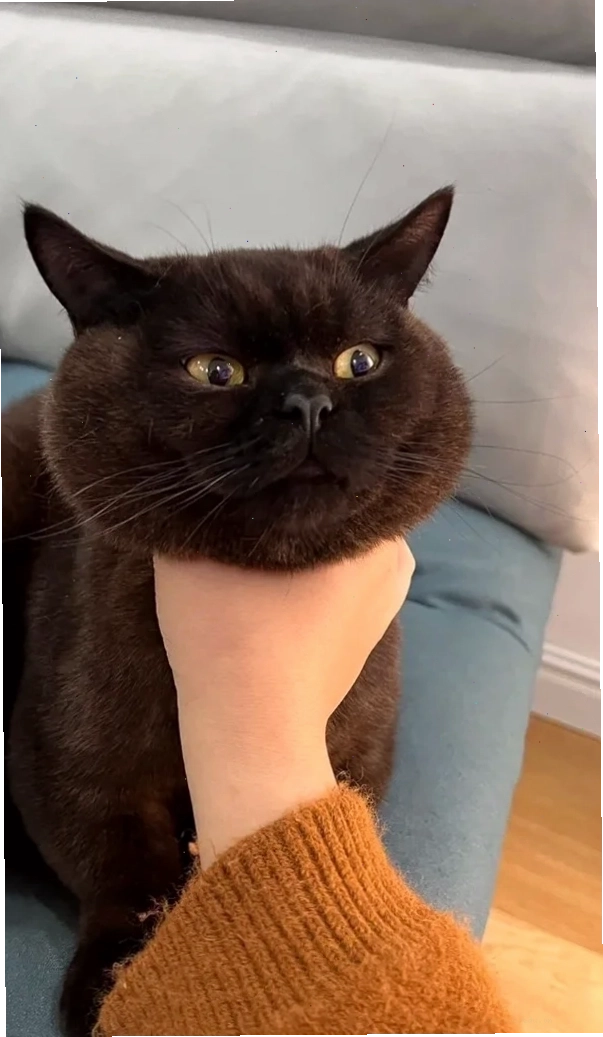 Video meme bóp cổ hài hước