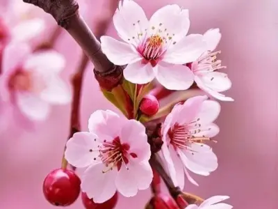 Ngắm nhìn bộ sưu tập ảnh hoa đẹp tinh tế và rực rỡ
