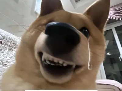 Tổng hợp bộ ảnh meme hài siêu lầy lội khiến bạn cười