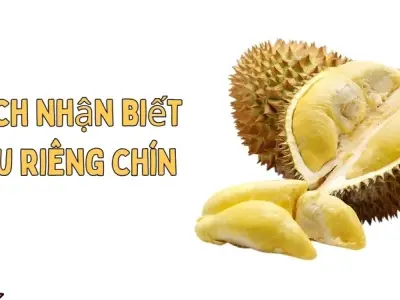 Cách nhận biết sầu riêng chín nhanh mà ai cũng nên biết