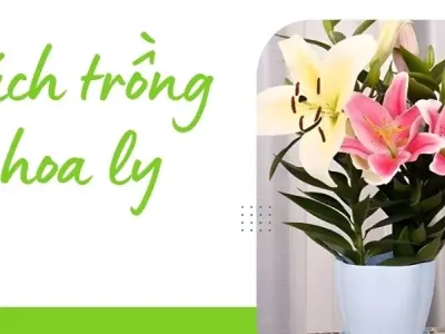 Cách trồng hoa ly cho bông nở to và thơm ngát lâu ngày