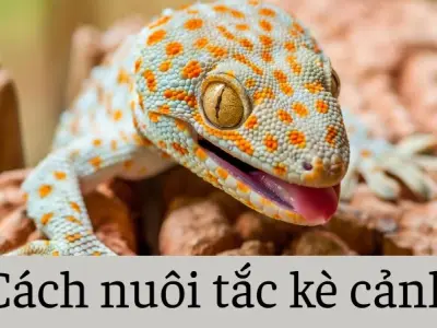 Cách nuôi tắc kè cảnh trong nhà không mùi rất hiệu quả