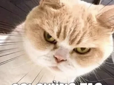 1162+ Meme Tức Giận Hài Hước Khiến Ai Cũng Bật Cười