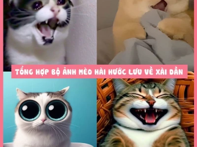 Avatar Mèo Hài Hước: BST Ảnh Độc Lạ Tăng Tương Tác Trên Mạng Xã Hội