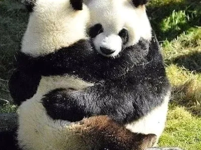 Khám phá 101+ Hình Ảnh Meme Ôm Siêu Cute Đốn Tim Người Xem
