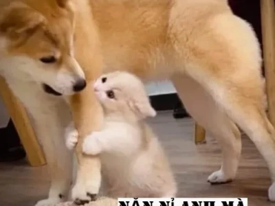 Meme Năn Nỉ: Biểu Cảm Biến Hóa Đầy Cười Ra Nước Mắt