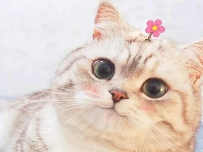 Tổng hợp ảnh meme con mèo hài hước và biểu cảm cực đỉnh năm 2026