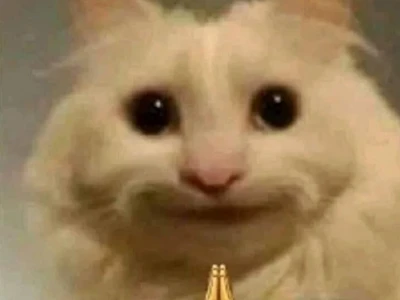 Tổng hợp Meme Mèo Đáng Thương: Biểu cảm gây cười và đồng cảm