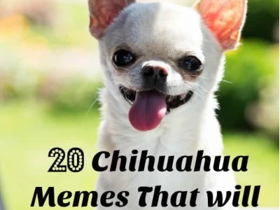 Top 50+ Chihuahua Meme Làm Bạn Cười Không Ngớt