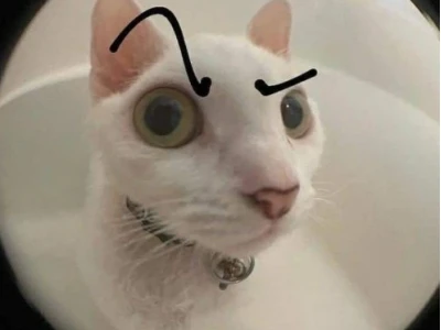 Top 50+ Meme Cat The Rock Hài Hước Nhất 2026